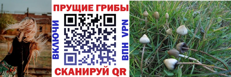 закладки  Магас  KRAKEN зеркало  Псилоцибиновые грибы мухоморы 